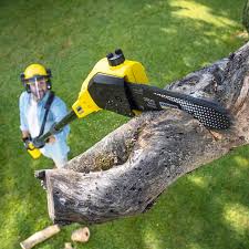 How Our Tree Care Process Works  in  Garrison, TX