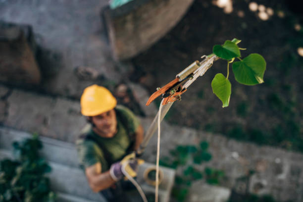 Best Emergency Tree Removal  in Garrison, TX