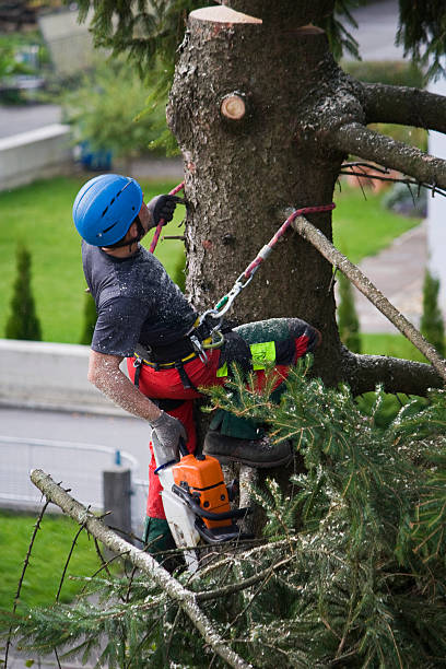 Trusted Garrison, TX Tree Removal Experts